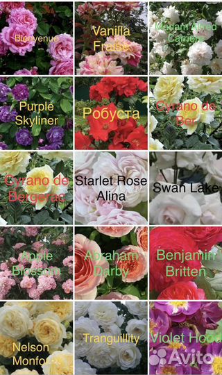 Саженцы роз