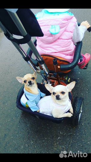 Вязка микрочихуа