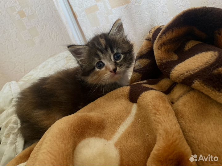 Сибирская кошка