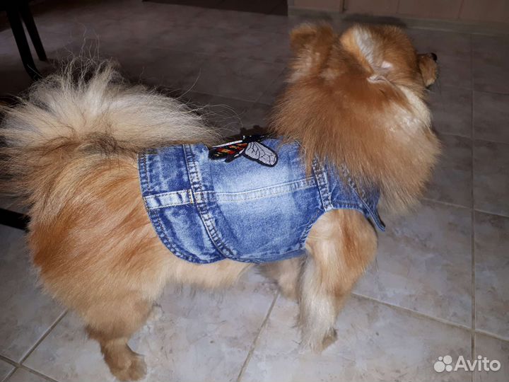 Одежда для собак