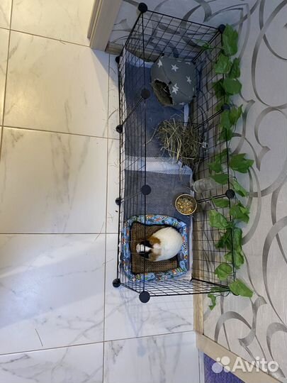 Морская свинка с клеткой