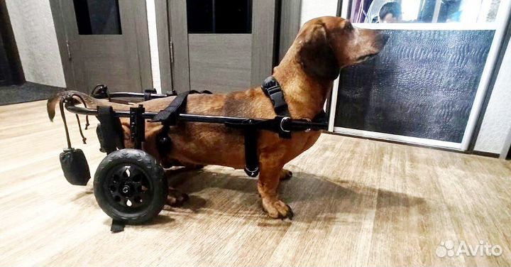 Инвалидная коляска для собак (такса, мопс) и кошек