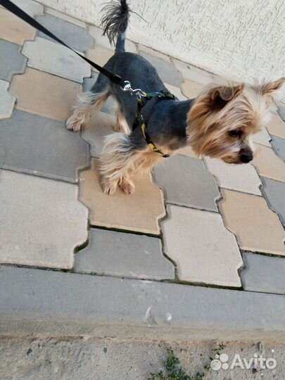 Йоркширский терьер вязка