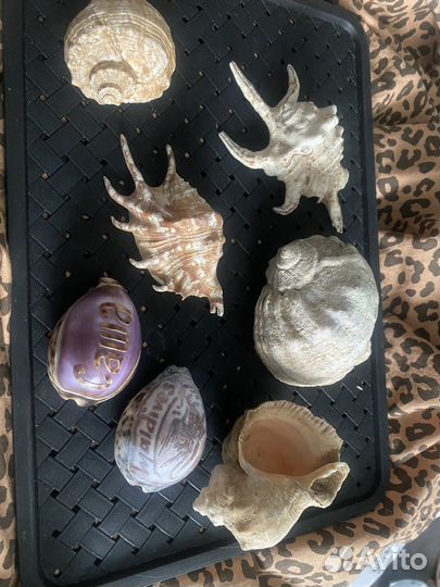 Морские ракушки раковины