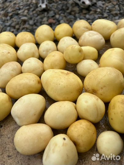 Продам картофель оптом