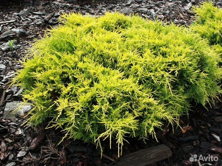 Желтые можжевельники