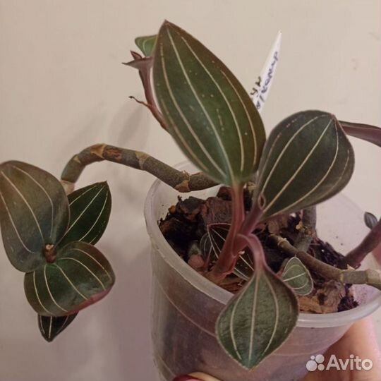 Ледибурия Лудизия орхидея