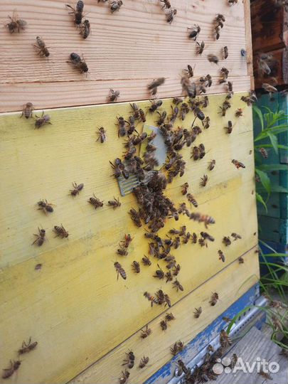 Заберу пчел