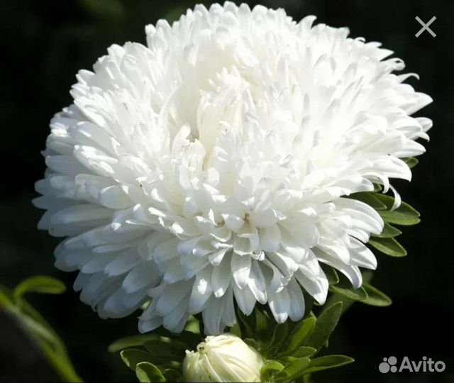 Хризантема