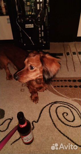 Вязка длинношерстная такса кобель