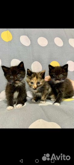 Котята в добрые руки бесплатно