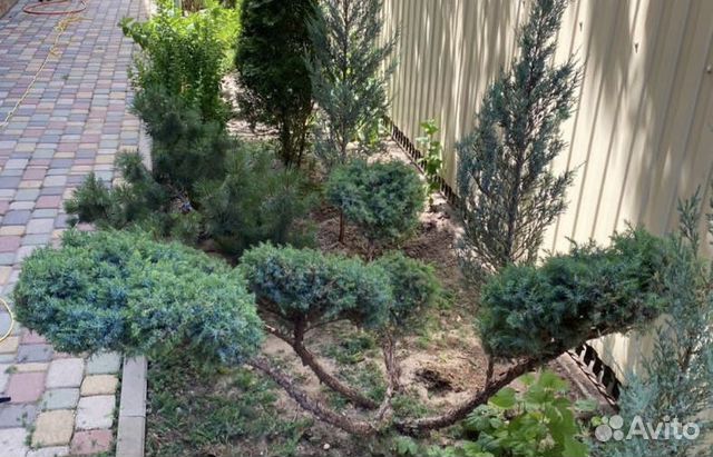 Бонсай/дарюформирующуюстрижку вподарок 2сезона