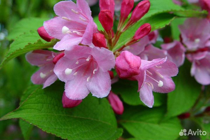 Гортензия, Спирея, Вейгела,Гибискус, Жасмин, Кампс