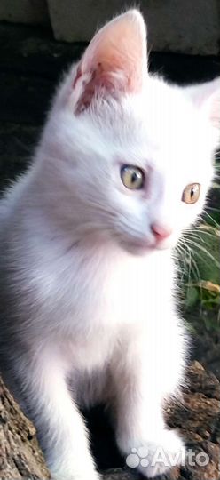 Котята для радости