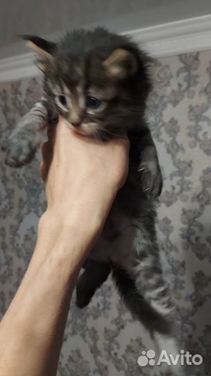 Котенок, котик