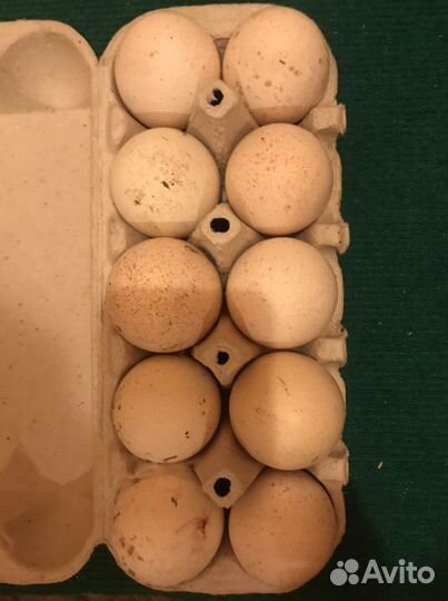 Индюшиное яйцо