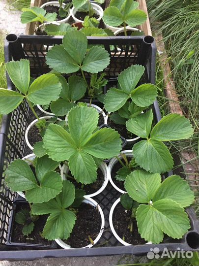 Саженцы клубники