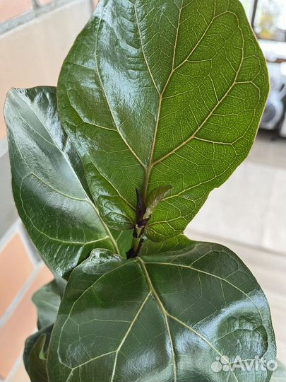 Фикус лирата