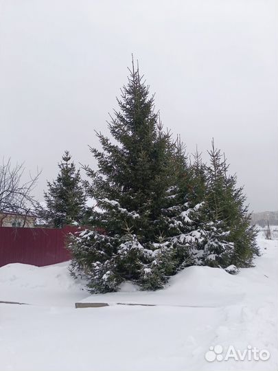 Живые елки