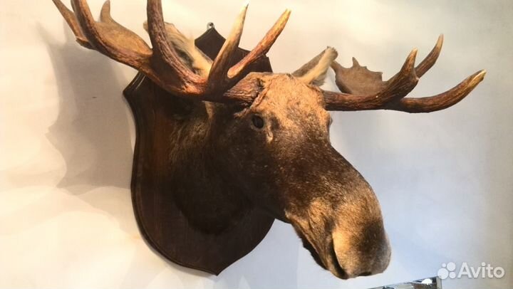 Голова лося