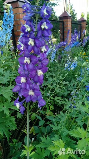 Дельфиниум