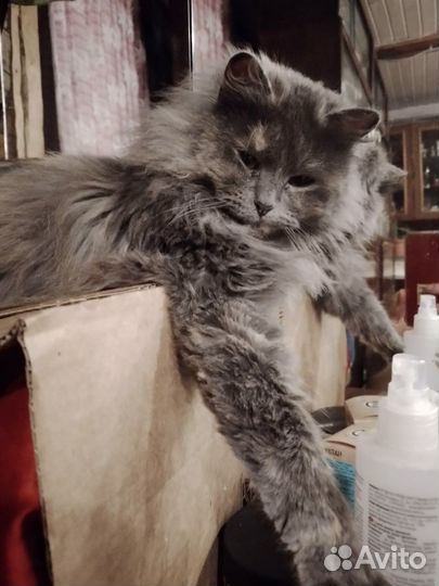 Кошка Алиса