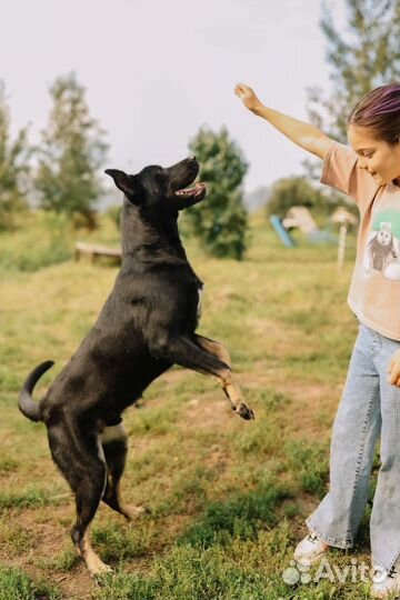 Отдам собаку в добрые руки