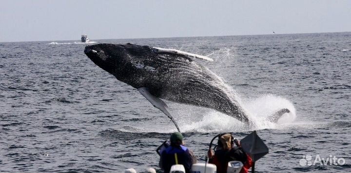 Поиск китов. Териберка