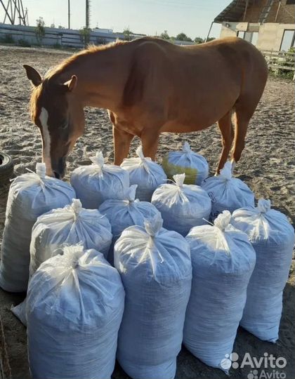 Конский перегной