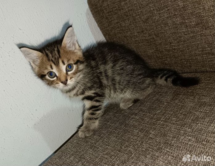 Кошка