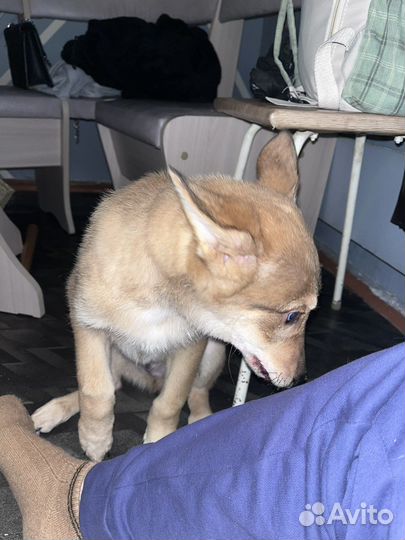 Собака в добрые руки щенок