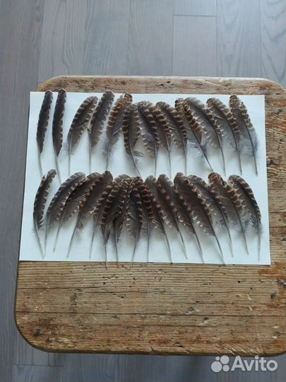 Перья вальдшнепа