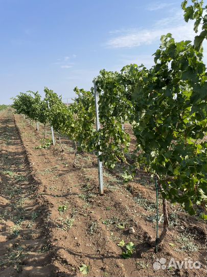 Комплектующие для виноградников
