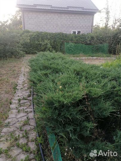 Можжевельник казацкий