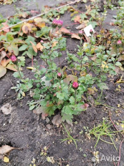 Хризантема корейская