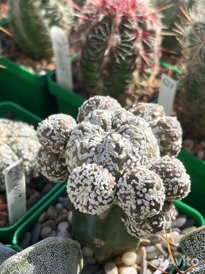 Кактусы редкие