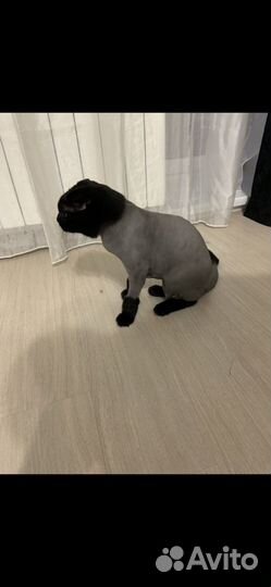 Стрижка кошек