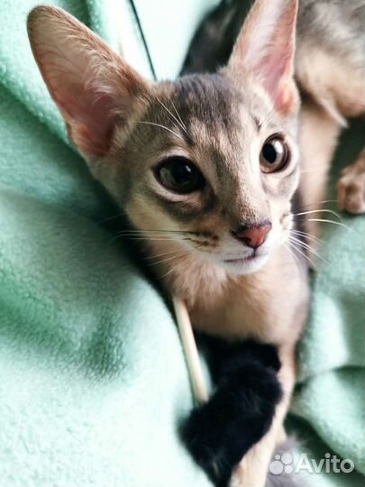 Абиссинский котенок мальчик
