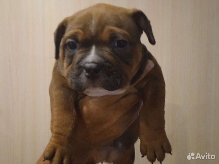 Американский булли