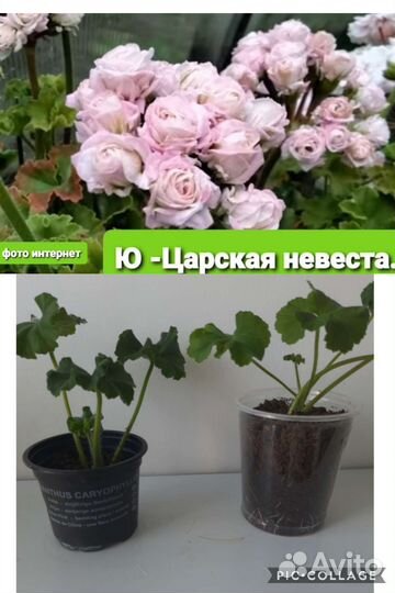 Пеларгония Ю Царская невеста и Настасья Филипповна