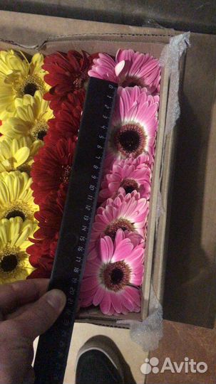 Цветы герберы