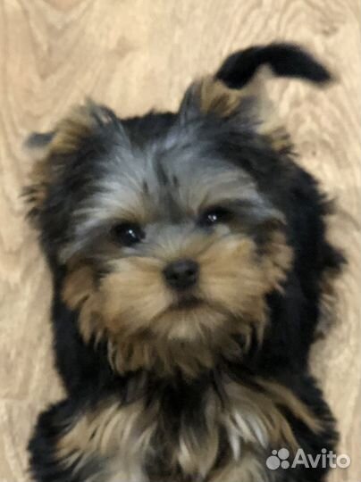Йоркширский терьер мини девочка