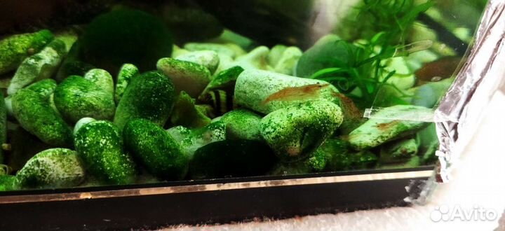 Аквариумные креветки