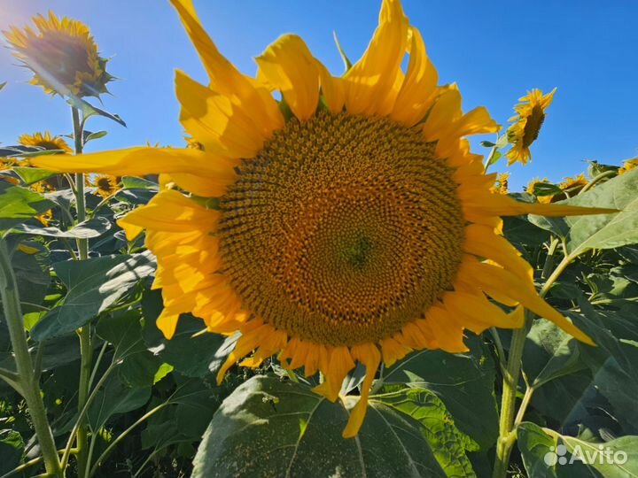 Масло подсолнечное нерафинированное, сыродавленное