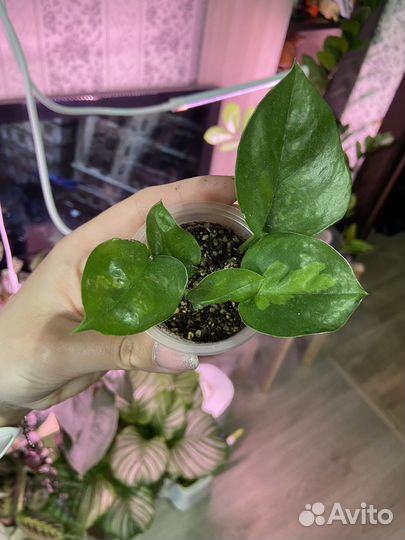 Эпипремнум