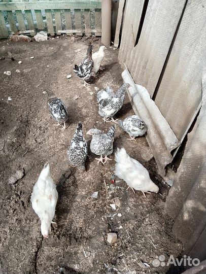 Куры молодки несушки домашние