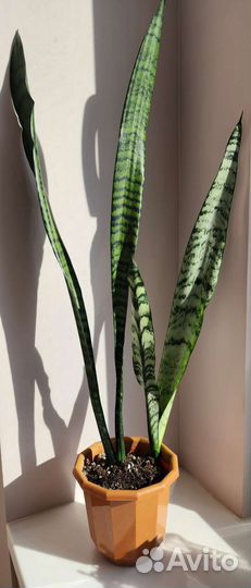 Сансевиерия зейланика