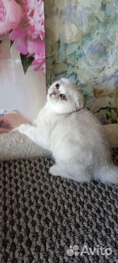 Вислоухие котята девочка