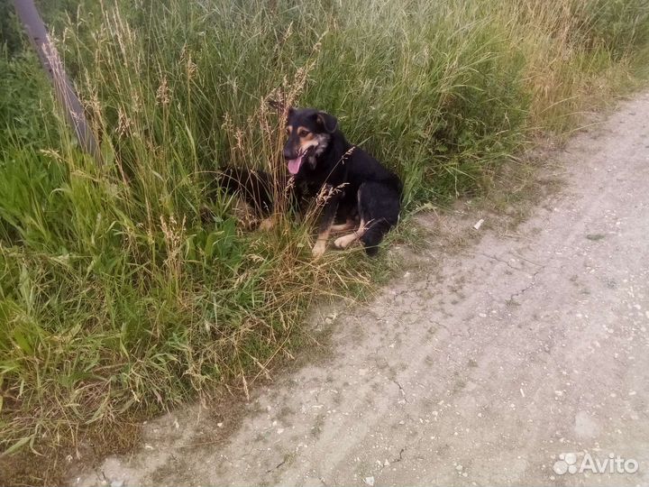 Крупные щенки в добрые руки