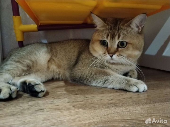 Британский кот на вязку